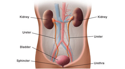Excretory System Facts