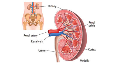 Excretory System Functions
