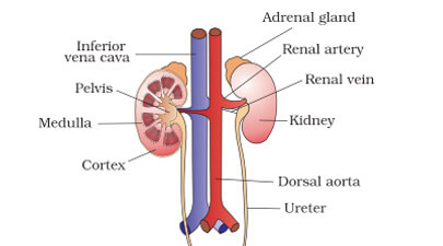 Parts Of Excretory System - Human Body