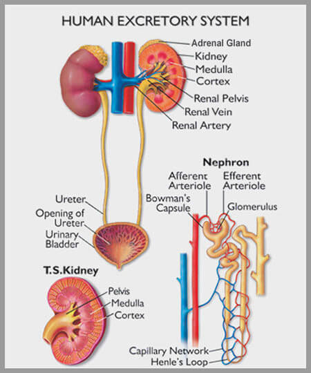 The Excretory System of Human Body - Definition and Information